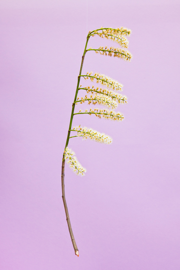 blossom1
