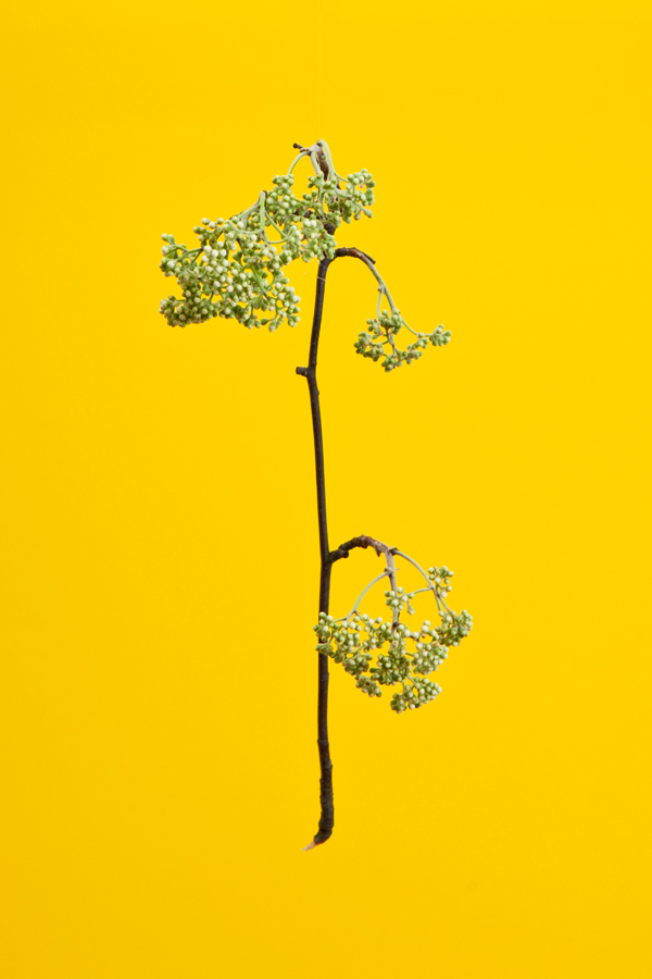 blossom2