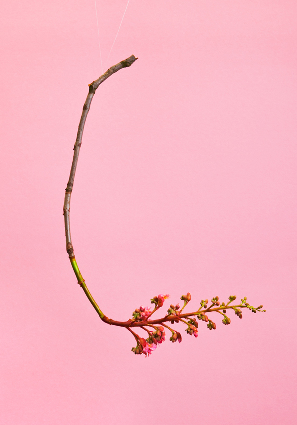 blossom7